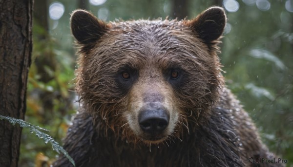 looking at viewer, brown eyes, outdoors, blurry, tree, no humans, depth of field, blurry background, animal, nature, forest, realistic, animal focus, whiskers