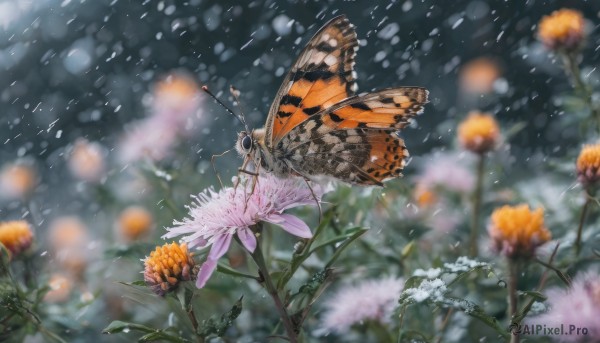 flower, outdoors, wings, blurry, no humans, depth of field, blurry background, leaf, bug, snow, snowing, antennae, butterfly wings, insect wings