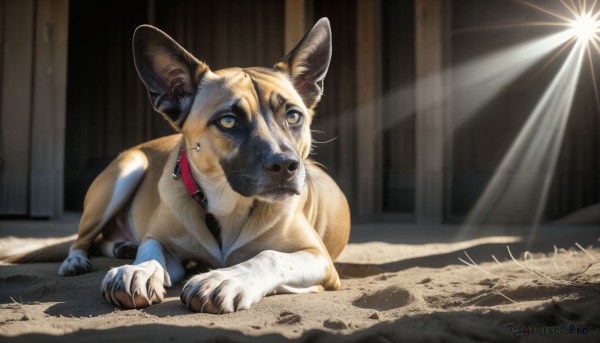 HQ,solo,blue eyes,indoors,signature,collar,no humans,animal,sunlight,dog,light rays,realistic,leash,animal focus,red collar,animal collar,lying,on stomach,claws,door,light,spotlight