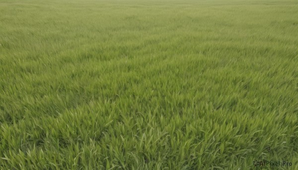 outdoors,day,signature,no humans,traditional media,grass,nature,scenery,field,green theme,from above,plant,road