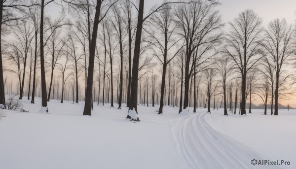 1girl,solo,monochrome,outdoors,sky,cloud,tree,no humans,nature,scenery,snow,forest,winter,bare tree,shadow,walking,sunset,landscape,footprints