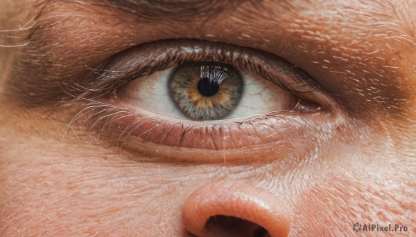 solo,looking at viewer,blue eyes,1boy,yellow eyes,eyelashes,no humans,animal,cat,slit pupils,close-up,1other,reflection,realistic,animal focus,whiskers,eye focus,male focus,colored sclera,brown theme