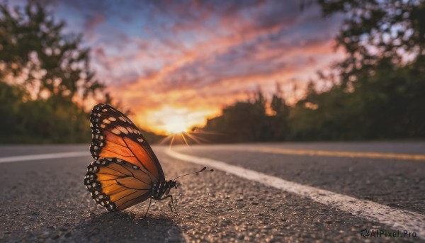 outdoors, sky, cloud, blurry, tree, dutch angle, no humans, bug, butterfly, scenery, sunset, sun, road