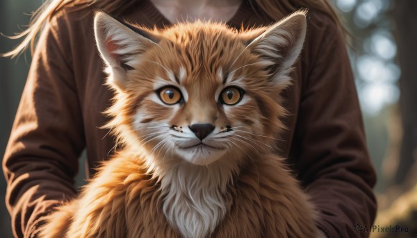 1girl,solo,long hair,looking at viewer,brown hair,long sleeves,brown eyes,yellow eyes,blurry,no humans,depth of field,blurry background,animal,cat,close-up,brown jacket,realistic,head out of frame,holding animal,animal focus,whiskers,closed mouth