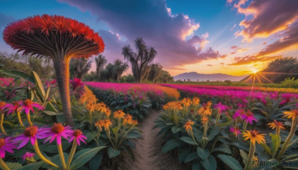 flower, outdoors, sky, cloud, tree, no humans, sunlight, cloudy sky, grass, plant, nature, scenery, sunset, sun, road, field, path