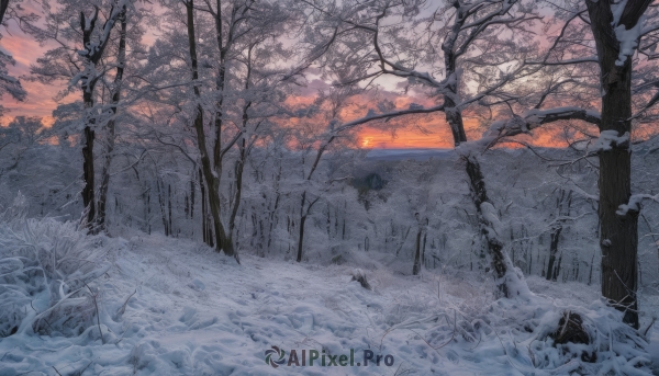 outdoors,sky,cloud,tree,no humans,cloudy sky,nature,scenery,snow,forest,sunset,winter,bare tree,ice,landscape