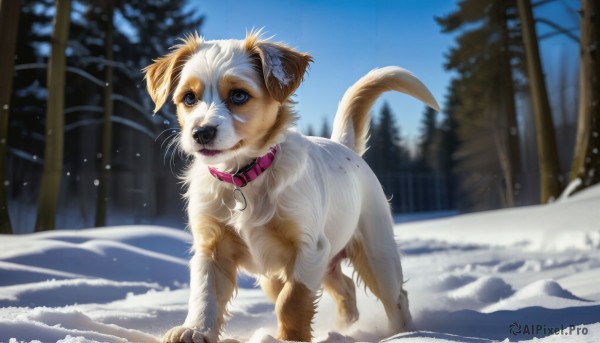 HQ,solo,blue eyes,closed mouth,full body,outdoors,sky,day,artist name,blurry,collar,tree,blue sky,no humans,blurry background,animal,nature,snow,forest,dog,snowing,realistic,animal focus,winter,red collar,bare tree,animal collar,watermark,web address