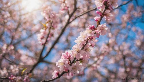 flower, outdoors, day, blurry, tree, no humans, depth of field, blurry background, cherry blossoms, scenery, branch, still life, spring (season)