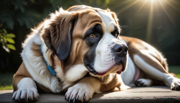 HQ,solo,brown eyes,outdoors,lying,day,tongue,tongue out,blurry,collar,no humans,animal,sunlight,on stomach,claws,dog,light rays,realistic,animal focus,looking at viewer,jewelry,full body,signature,necklace,blurry background,grass,plant,leash,animal collar