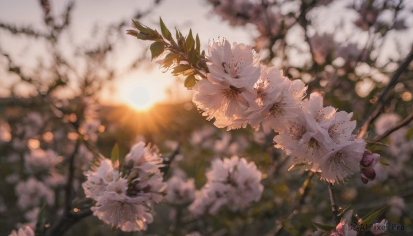 1girl, solo, dress, flower, outdoors, blurry, tree, no humans, depth of field, blurry background, sunlight, white flower, scenery, sun, branch