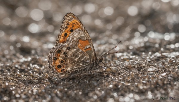 blurry, no humans, depth of field, bug, scenery, arrow (projectile), bokeh