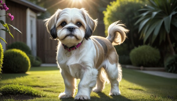 HQ,solo,blue eyes,closed mouth,full body,flower,outdoors,day,blurry,black eyes,collar,tree,no humans,depth of field,blurry background,animal,sunlight,grass,plant,dog,realistic,house,animal focus,red collar,animal collar,looking at viewer,standing,signature,bush