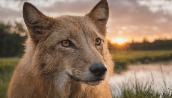 solo,looking at viewer,brown eyes,closed mouth,outdoors,sky,cloud,water,blurry,tree,orange eyes,no humans,depth of field,blurry background,animal,cloudy sky,grass,nature,scenery,reflection,sunset,dog,mountain,realistic,sun,animal focus,yellow eyes,close-up