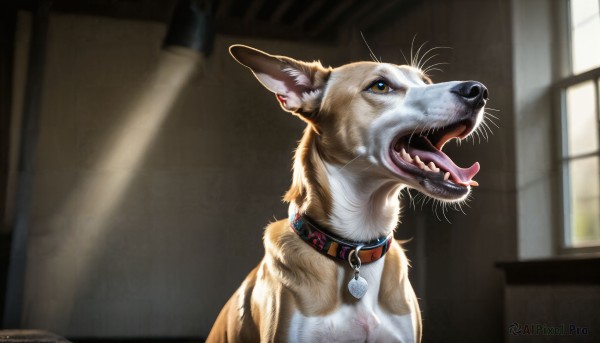 HQ,solo,open mouth,teeth,day,tongue,artist name,indoors,signature,tongue out,blurry,collar,no humans,window,animal,fangs,sunlight,cat,sharp teeth,dog,realistic,animal focus,whiskers,brown eyes,blurry background,watermark,web address,light rays,animalization,red collar,animal collar