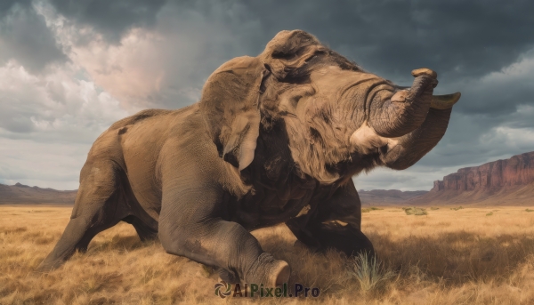 solo,outdoors,horns,sky,day,cloud,no humans,animal,cloudy sky,grass,scenery,realistic,tusks,goat,blue sky,walking,running,mountain,field,desert