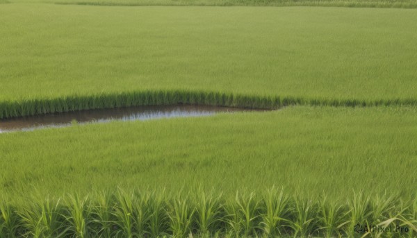 outdoors,day,water,no humans,grass,nature,scenery,reflection,field,river,plant,green theme