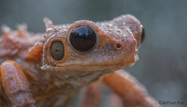 outdoors,blurry,black eyes,no humans,depth of field,blurry background,animal,1other,fish,realistic,animal focus,oversized animal,blurry foreground,underwater