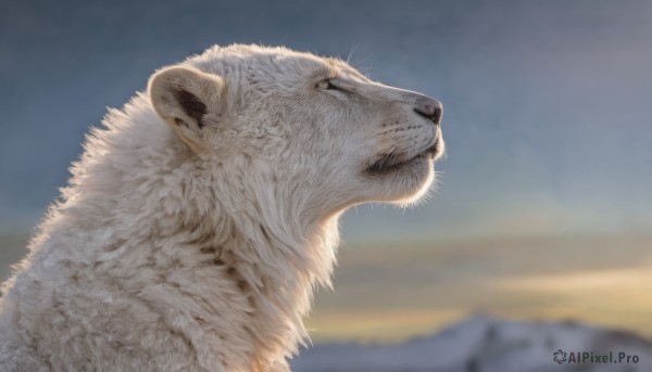 solo,closed mouth,upper body,outdoors,sky,day,blurry,black eyes,from side,no humans,profile,blurry background,animal,mountain,realistic,animal focus,white fur,whiskers,fluffy,signature,blue sky,depth of field,cat,portrait,close-up