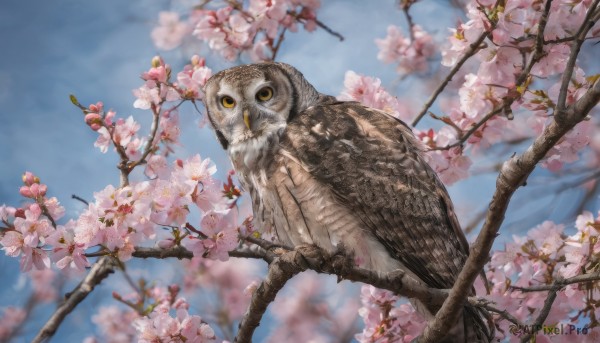 looking at viewer, flower, outdoors, sky, day, blurry, tree, blue sky, no humans, depth of field, bird, animal, cherry blossoms, realistic, branch, animal focus, owl, sparrow