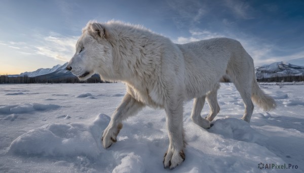 outdoors,sky,day,cloud,blue sky,no humans,animal,nature,scenery,snow,mountain,realistic,animal focus,winter,lion,wolf,bear,landscape,sunrise,polar bear