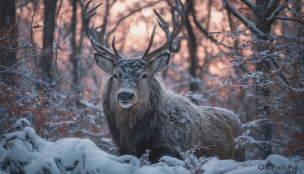 A unique subject captured in a enchanting snowy outdoors