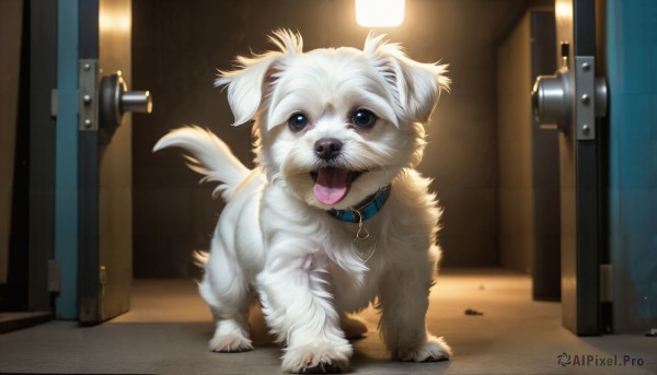 HQ,solo,looking at viewer,open mouth,blue eyes,full body,tongue,indoors,tongue out,collar,no humans,animal,dog,realistic,leash,door,animal focus,alley,pet,standing,tail,black eyes,fangs,white fur,animal collar,open door