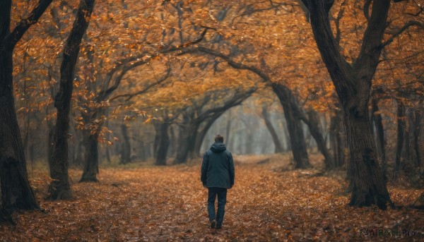 solo, brown hair, 1boy, standing, jacket, male focus, outdoors, shoes, pants, hood, from behind, tree, leaf, hood down, nature, scenery, forest, autumn leaves, autumn