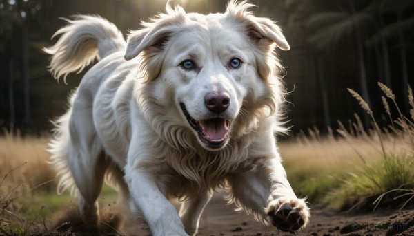 HQ,solo,open mouth,blue eyes,outdoors,teeth,tongue,signature,pokemon (creature),no humans,animal,fangs,grass,nature,forest,running,dog,realistic,animal focus,looking at viewer,blurry,sunlight,white fur