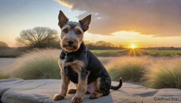 A stunning portrayal of a dog in a lush sunset outdoors