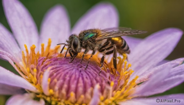 flower, wings, blurry, no humans, depth of field, bug, robot, realistic, purple flower, antennae