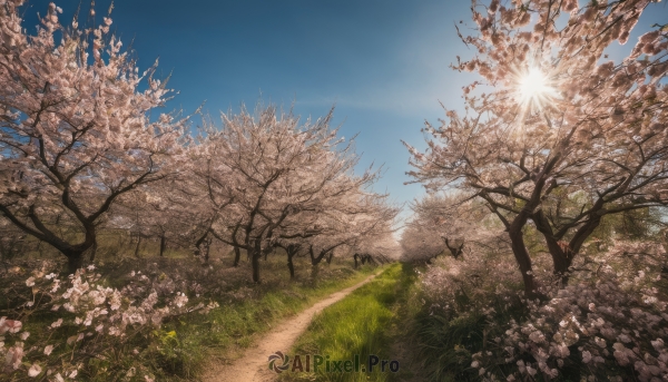 outdoors, sky, day, cloud, tree, blue sky, no humans, sunlight, grass, cherry blossoms, nature, scenery, sun, road, field, path