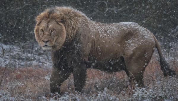 solo,looking at viewer,closed mouth,outdoors,tree,no humans,animal,grass,nature,snow,snowing,realistic,animal focus,lion,flower,night,white flower,rain