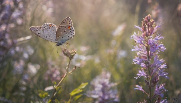 flower, outdoors, wings, day, blurry, no humans, depth of field, blurry background, sunlight, bug, plant, butterfly, nature, scenery, purple flower, fairy, butterfly wings