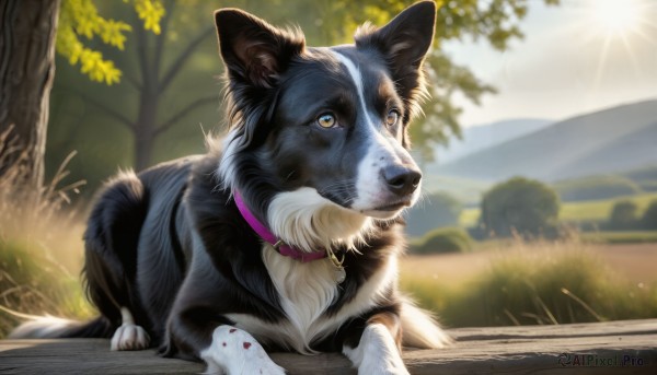 HQ,yellow eyes,outdoors,day,blurry,collar,tree,no humans,depth of field,blurry background,animal,sunlight,grass,looking up,dog,mountain,realistic,sun,animal focus,solo,sky,signature,blue sky