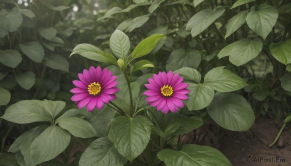 flower,outdoors,day,blurry,no humans,depth of field,leaf,plant,nature,scenery,pink flower,purple flower,still life,blurry background,grass