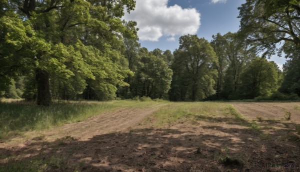 outdoors,sky,day,cloud,tree,blue sky,no humans,sunlight,cloudy sky,grass,nature,scenery,forest,road,bush,path,landscape