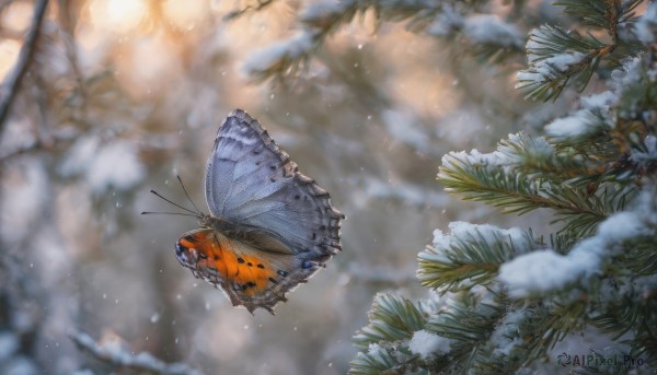 outdoors, blurry, tree, no humans, depth of field, blurry background, animal, leaf, bug, butterfly, scenery, snow