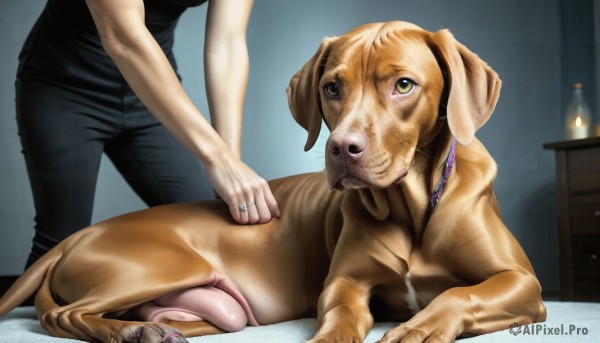 HQ,1girl,shirt,jewelry,standing,yellow eyes,lying,pants,indoors,necklace,vest,black shirt,bed,animal,on bed,black pants,ring,dog,jeans,realistic,head out of frame,wedding ring,lamp,animal focus,what,1boy,collar,denim