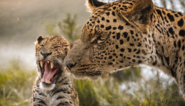 open mouth,black hair,1boy,hat,closed eyes,outdoors,teeth,day,tongue,blurry,tree,depth of field,blurry background,animal,fangs,grass,nature,realistic,animal focus,tiger,oversized animal,no humans,sharp teeth,yawning,whiskers