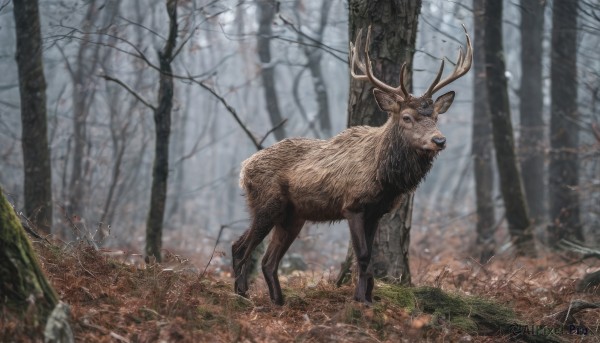 looking at viewer, outdoors, day, blurry, tree, no humans, animal, nature, forest, realistic, antlers, bare tree, deer