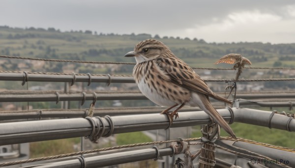 1boy,jacket,outdoors,wings,sky,day,cloud,blurry,no humans,depth of field,blurry background,bird,animal,scenery,flying,animal focus,owl,oversized animal,signature,cloudy sky,grass,realistic,railing,bridge,railroad tracks