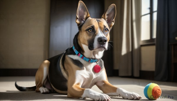 A dog portrayed in a refreshing window