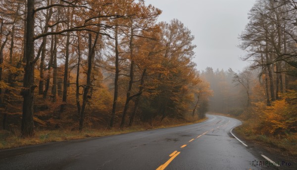 outdoors,sky,day,tree,no humans,grass,nature,scenery,forest,road,autumn leaves,bare tree,street,autumn,path,cloud,bush,landscape