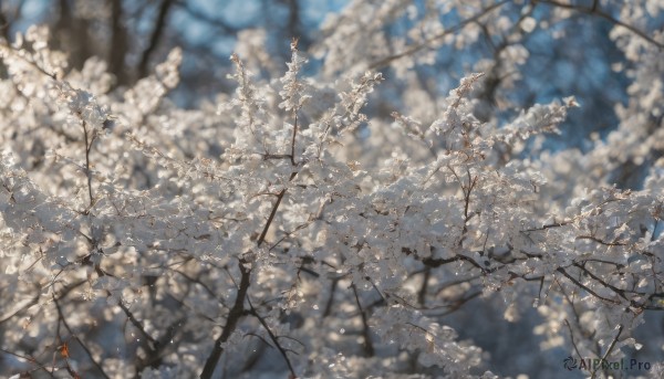 outdoors,day,blurry,tree,no humans,depth of field,blurry background,leaf,sunlight,cherry blossoms,nature,scenery,branch,flower,from above,white flower,dappled sunlight,still life