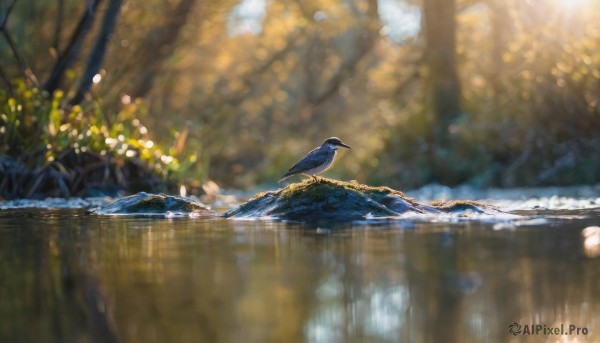 outdoors, day, water, blurry, tree, no humans, depth of field, bird, animal, nature, scenery, forest, bokeh, crow