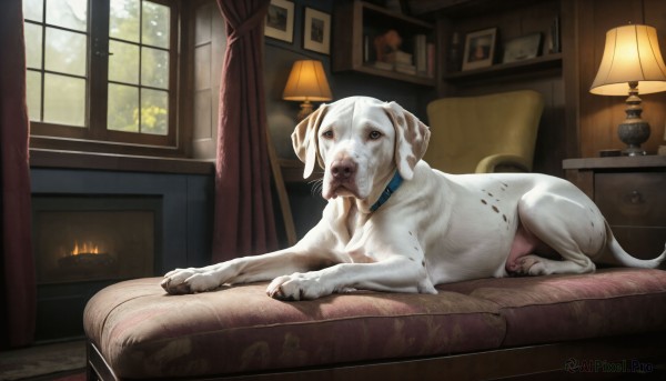 HQ,solo,blue eyes,lying,day,tongue,indoors,collar,pillow,no humans,window,animal,table,fire,on stomach,curtains,couch,dog,realistic,lamp,photo (object),animal focus,picture frame,painting (object),picture (object),sitting,tongue out,tree,book,chair,candle,animal collar,armchair,fireplace