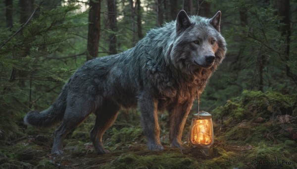 outdoors,tree,no humans,animal,nature,scenery,forest,lantern,realistic,animal focus,wolf,moss,solo,signature,oversized animal,holding lantern