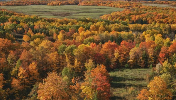 outdoors,day,tree,no humans,leaf,traditional media,nature,scenery,forest,road,painting (medium),autumn leaves,maple leaf,river,autumn,landscape