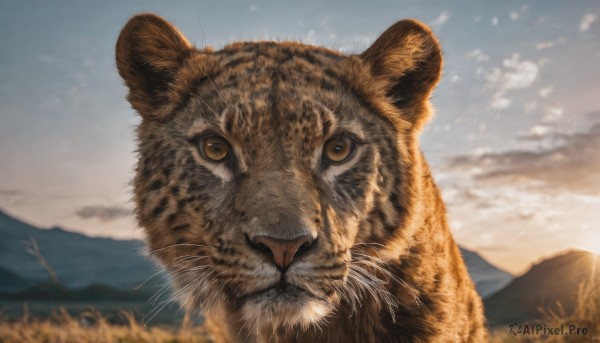 A inspiring cat within day