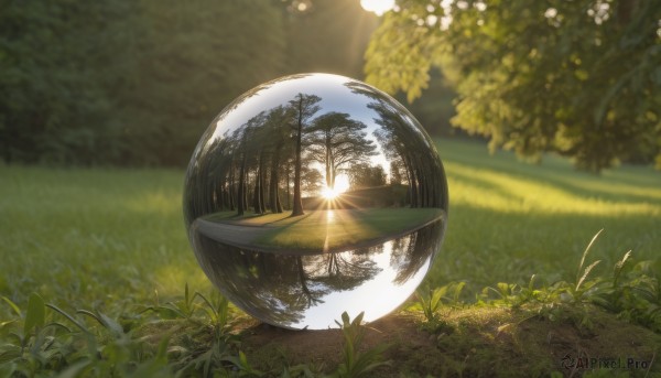 flower,outdoors,sky,day,water,blurry,tree,no humans,depth of field,blurry background,sunlight,grass,plant,nature,scenery,lens flare,reflection,sun,light,bush,forest